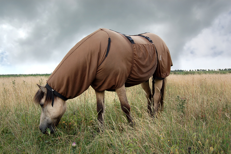 Insect bite hypersensitivity: overview, management and future treatment